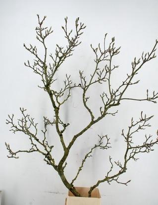 <h4>MAGNOLIA GRILLIG PER STEM 160CM</h4>