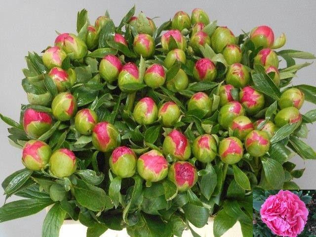 <h4>PAEO HH PINK HAWAI C</h4>