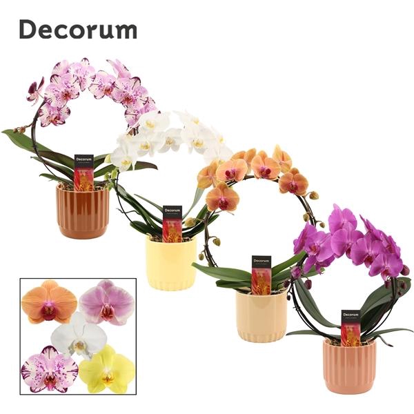 <h4>Phalaenopsis gemengd</h4>