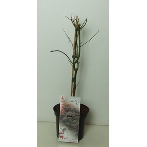 Acer palmatum 'Ornatum' P19