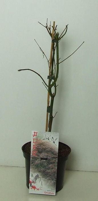 <h4>Acer palmatum 'Ornatum' P19</h4>