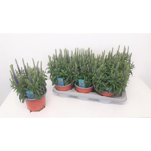 VERO SPICATA