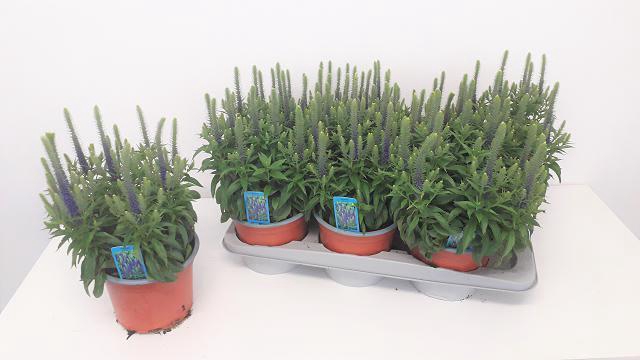 VERO SPICATA