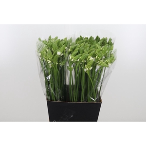 Ornithogalum Thyrsoides