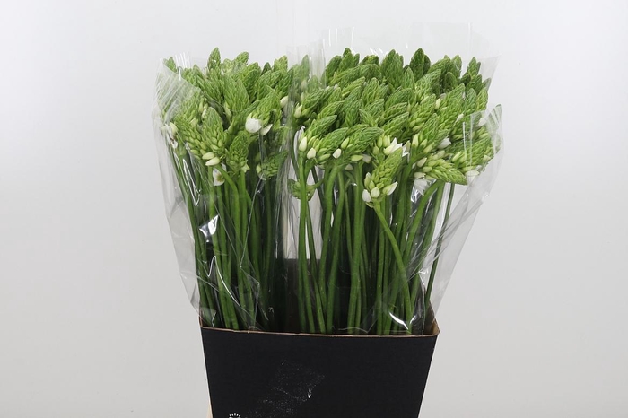 <h4>Ornithogalum Thyrsoides</h4>