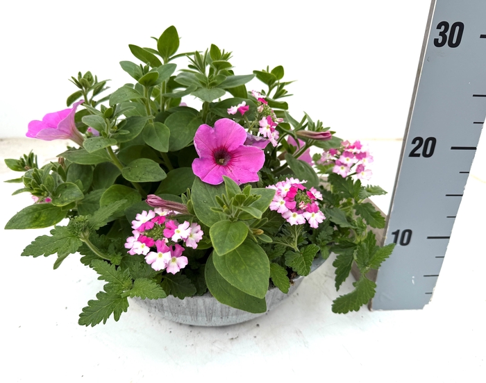 <h4>PERKPL GEM IN POT</h4>