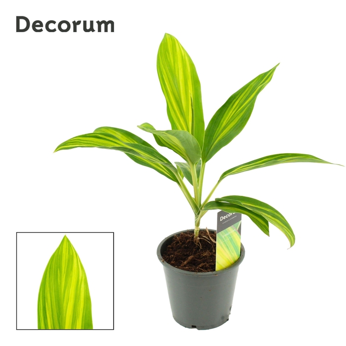 <h4>Cordyline Vanilla Queen 12 cm (Decorum)</h4>