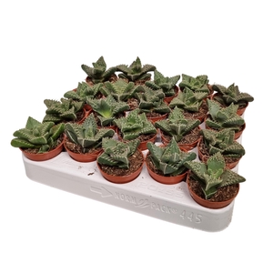FAUCARIA TIGRINA