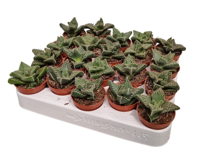 <h4>FAUCARIA TIGRINA</h4>