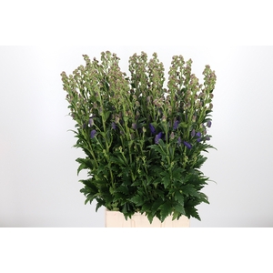 Aconitum Arendsii
