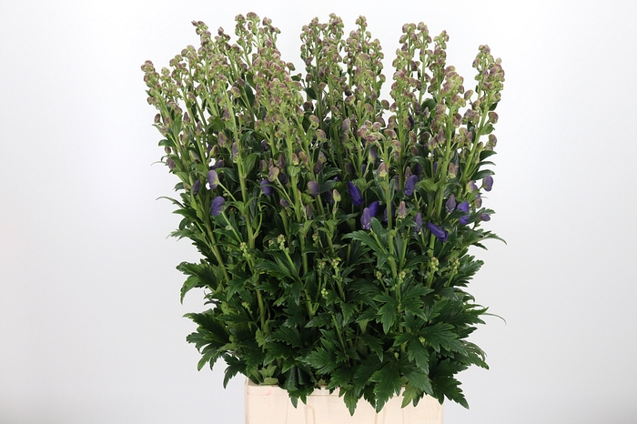 <h4>Aconitum Arendsii</h4>