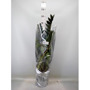Zamioculcas zamiifolia 'Super Nova'