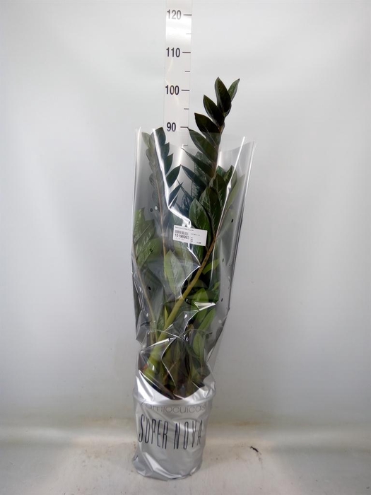 <h4>Zamioculcas zamiifolia 'Super Nova'</h4>