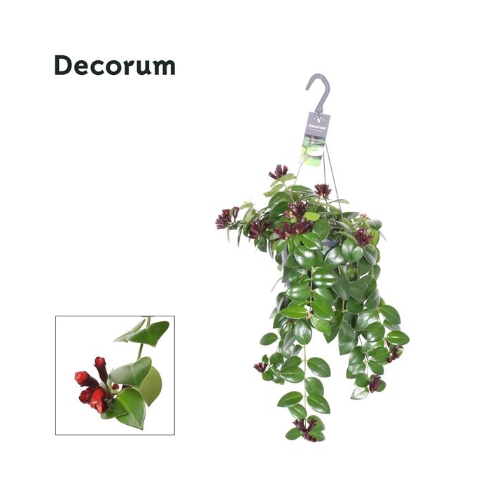 <h4>Aeschynanthus Mona Lisa - Bloeiend/Flower</h4>