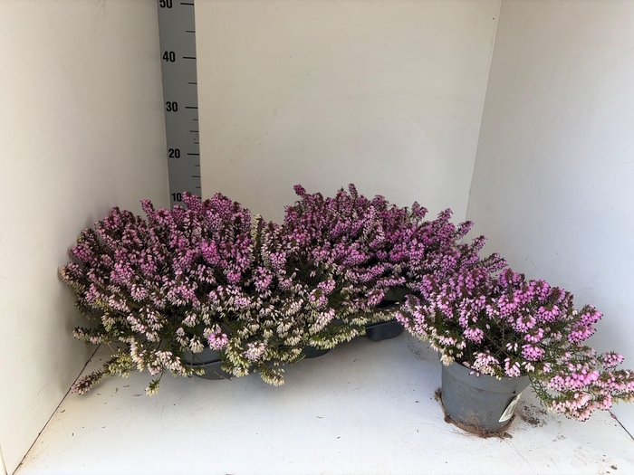 <h4>ERIC CARNEA</h4>