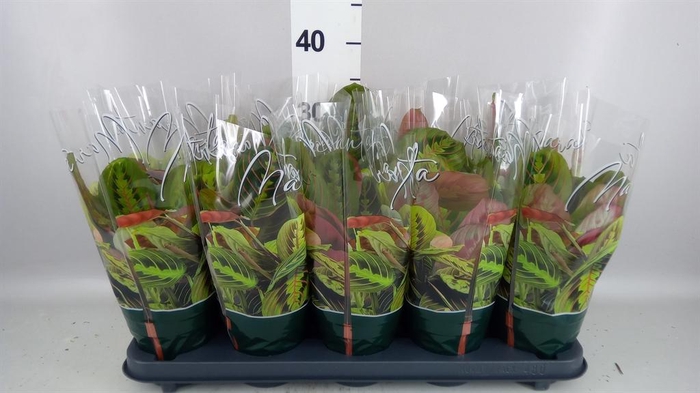 <h4>Maranta leuc. 'Fascinator'</h4>