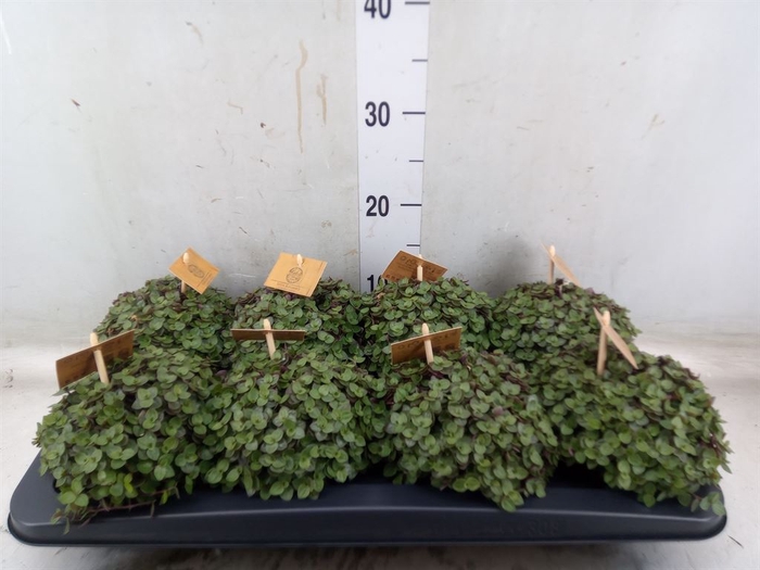 <h4>Callisia repens 'Turtle'</h4>