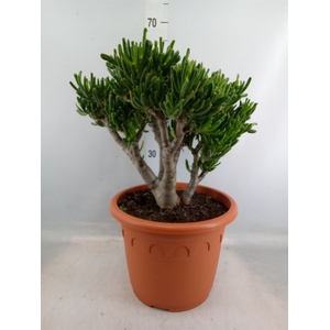 Crassula ovata 'Horn Tree'