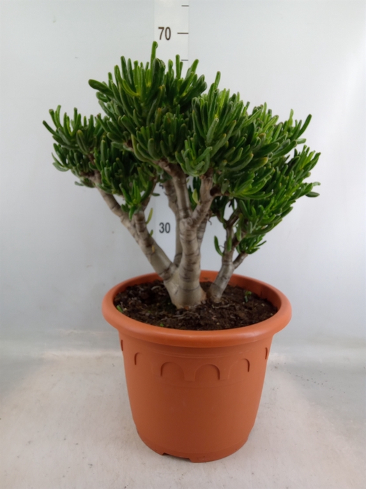 <h4>Crassula ovata 'Horn Tree'</h4>