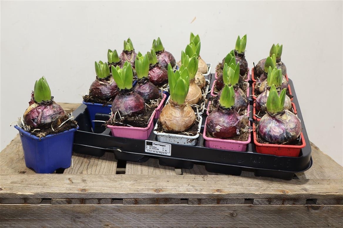 <h4>Hyacin Gem 4 Kl</h4>