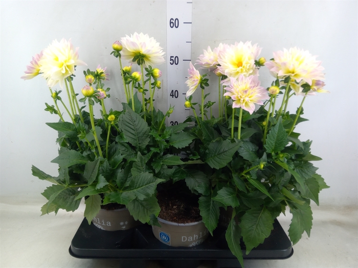 <h4>Dahlia DE 'Labella Magg Fun Pastel'</h4>