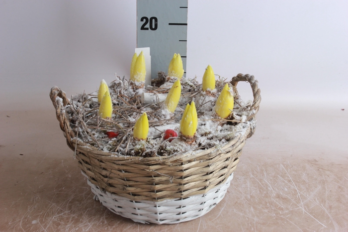 <h4>Arr Hyacinth</h4>