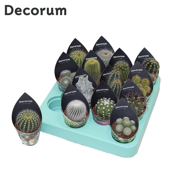 Cactus Mix (14spc.) (decorum)