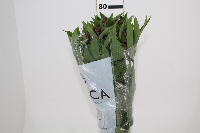 <h4>ALSTROEMERIA NAPOLI 080 CM</h4>