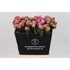 Paeonia Jacorma