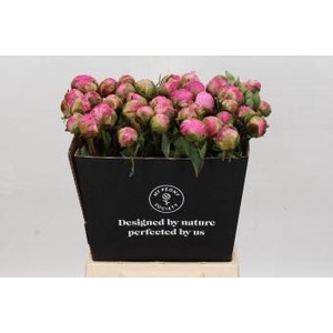 Paeonia Jacorma
