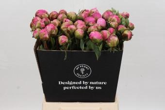 <h4>Paeonia Jacorma</h4>