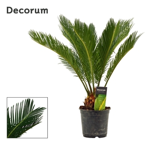 Cycas revoluta 14 cm, 10+ veren (Decorum)