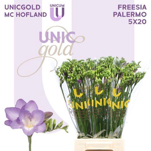 <h4>UG MC Hofland - Palermo 5x20</h4>