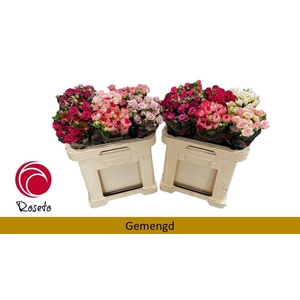 R Tr Gemengd In Fust