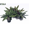 CALAT LANCIFOLIA