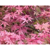 Acer palmatum