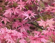 Acer palmatum