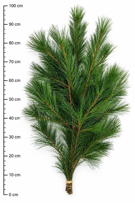 <h4>Pinus Strobus Bs</h4>