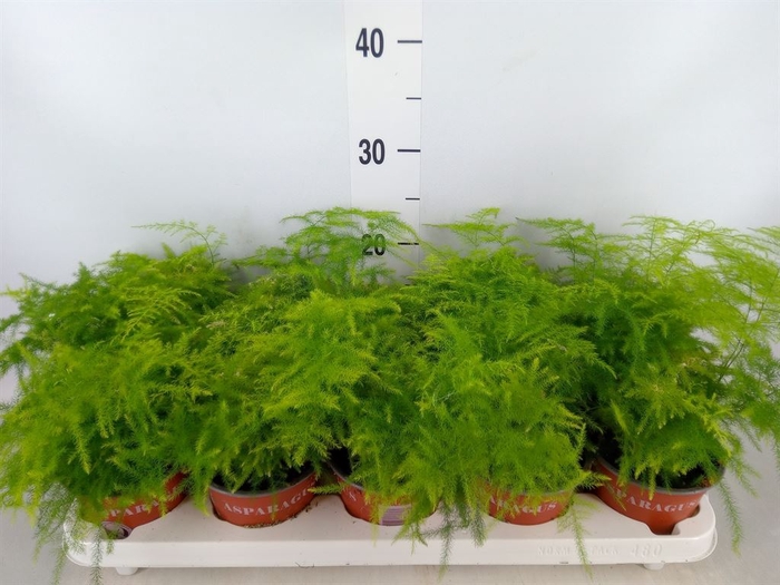 <h4>Asparagus setaceus</h4>