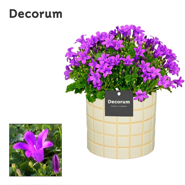 <h4>Campanula Porto LL 'Tirza' Decorum</h4>