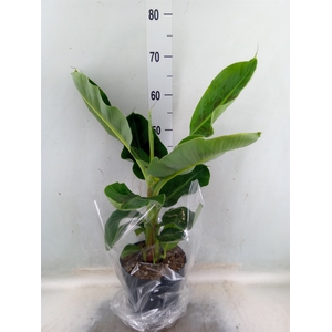 Musa  'Dwarf Cavendish'
