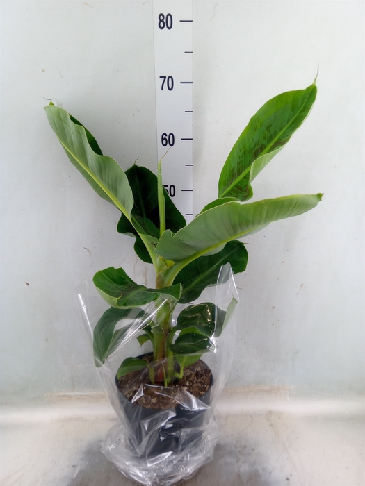<h4>Musa  'Dwarf Cavendish'</h4>