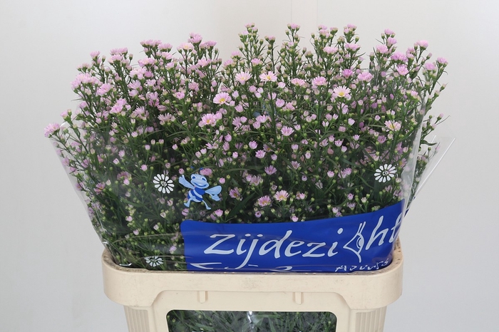<h4>Aster Claudia</h4>