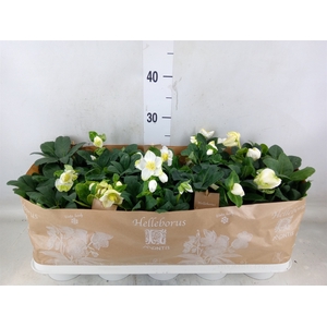 Helleborus niger 'Christmas Carol'