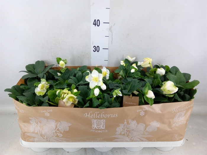 <h4>Helleborus niger 'Christmas Carol'</h4>