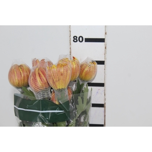 ANASTASIA DARK FUEGO 080 CM