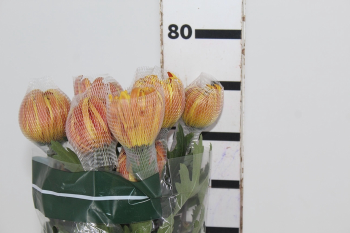 <h4>ANASTASIA DARK FUEGO 080 CM</h4>