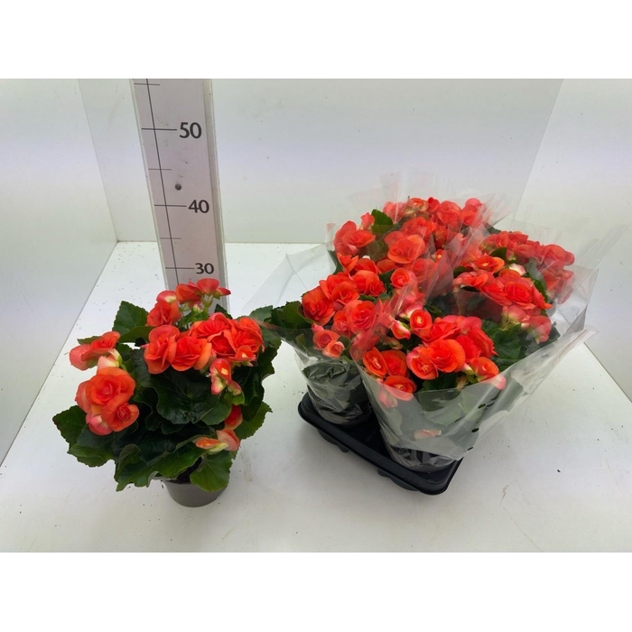 <h4>BEG DU REINA</h4>