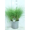 Pennisetum Alopecuroides Hameln