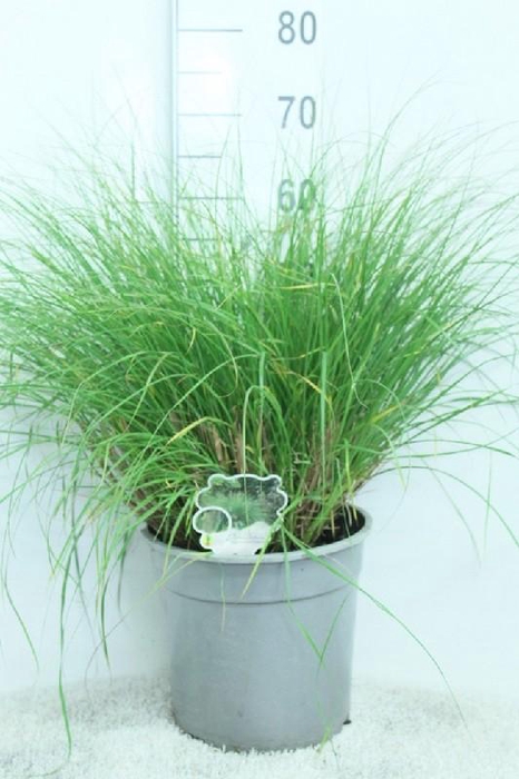 <h4>Pennisetum Alopecuroides Hameln</h4>
